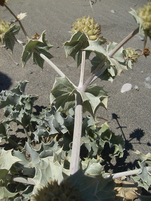 Eringium maritimum